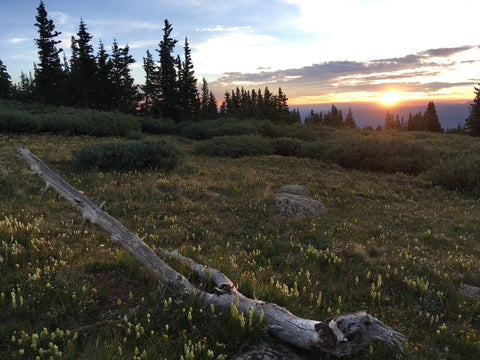 Beautiful Sunset Over Wild Flowers